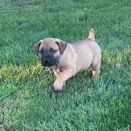Green collar male - Brown male Boerboel puppy in Guysville, Ohio from Fueled Kennel