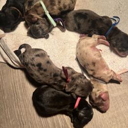 Cockapoo and Dachshund Puppies from Cochran's Cockapoo's