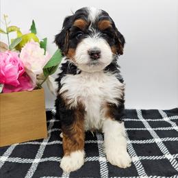 Bandit - Tri-color male Bernedoodle puppy in Granton, Wisconsin from Rose River Farms