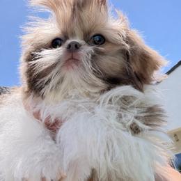 Grace - Lilac female Shih Tzu puppy in Austin, Texas from Shih Tzu’s  ‘N’ Love