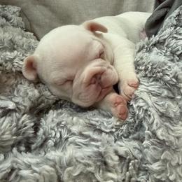 Girl 1 - Cream female French Bulldog puppy in Opelika, Alabama from Fancy Face Frenchies