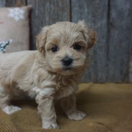 Tumbleweed - Maltipoo puppy from Panther Creek Road