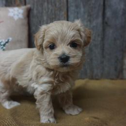 Tumbleweed - Maltipoo puppy from Panther Creek Road
