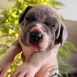 Cindy Lou - Mantle female Great Dane puppy in Sac City, Iowa from Northern Great Danes of Colorado & Iowa