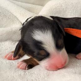 Girl 2 - Tri-color female Bernedoodle puppy in Sandy, Oregon from MC Doodles