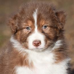 Nevada - Red tri-color male Australian Shepherd puppy in Easton, Missouri from MMA Kennel