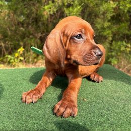 Ranger - Red male Redbone Coonhound puppy in Mount Pleasant, Texas from Harmons Hounds