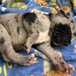 Purple collar - Merle female Great Dane puppy in La Vernia, Texas from Thistlewood Danes
