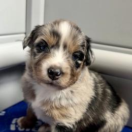 Australian Shepherd Puppies from SoCo Aussies