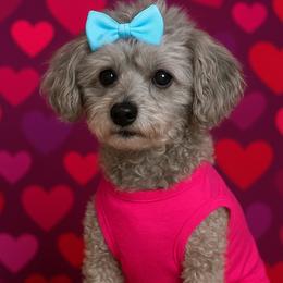 Sasha - Poodle