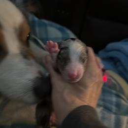 Puppy 4 - Blue merle female Australian Shepherd puppy in Muncie, Indiana from Gemfire Australian Shepherds