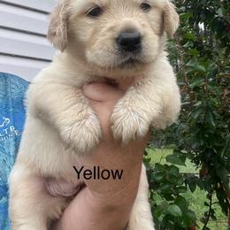 Yellow - Golden female Golden Retriever puppy in Jesup, Georgia from Painted Platinum Retrievers (Painted Platinum Kennel) PPK