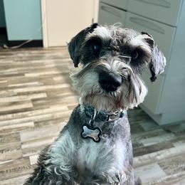 Sawyer - Miniature Schnauzer