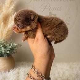 Chocolate and tan girl - Chocolate and tan female Pomeranian puppy in Eagle Pass, Texas from Texas Tumbleweed Poms