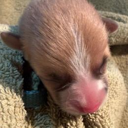 Prince - Red male Pembroke Welsh Corgi puppy in Riverside, California from Four Aces Corgis