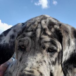 Great Danes from Waterfront Danes