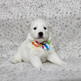 Lemon - White female Siberian Husky puppy in Lunenburg, Vermont from SNOW WOOLY HUSKY