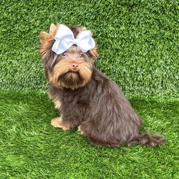 Yorkshire Terrier puppies from Bristy’s Pampered Pups