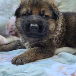 Sable male CLAUD - Sable male German Shepherd puppy in Buckfield, Maine from Levesques German Shepherds