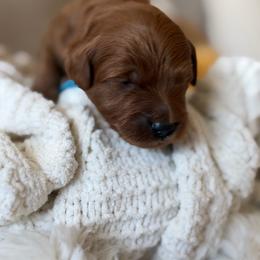 Bright blue - Red  male Goldendoodle puppy in Meridian, Idaho from Goldendoodle of Idaho