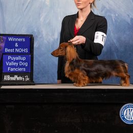 Gambler - Dachshund