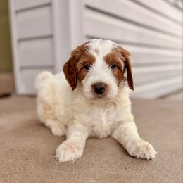 Zero - Parti male Goldendoodle puppy in Comanche, Texas from Central Texas Doodles, LLC.