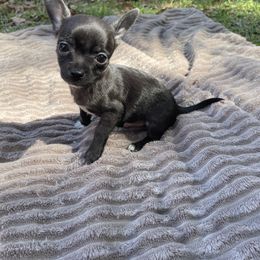 Chihuahua Puppies from Little Paws