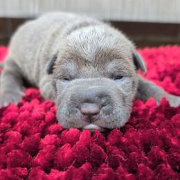 Girl 1 - Blue female Chinese Shar-Pei puppy in Autryville, North Carolina from T&D'S Razen Wrinkles Shar-pei