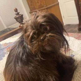 Dutchess - Lhasa Apso