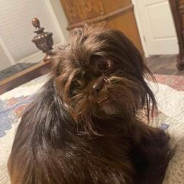 Dutchess - Lhasa Apso