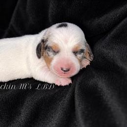 Winifred(Wini) - Dapple female Dachshund puppy in Ceres, California from Rockin' M’s LilBitty Dachshunds (LBD)