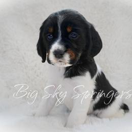 Girl 1 - Black white and tan female English Springer Spaniel puppy in Great Falls, Montana from Big Sky Springers