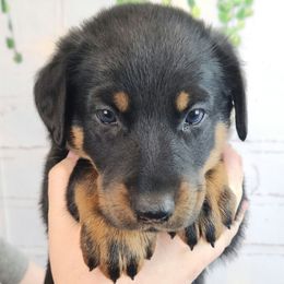 Raspberry - Black and rust female Beauceron puppy in Seattle, Washington from SilverStruck Kennels