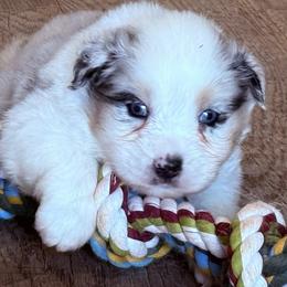Bailey - Blue merle female Australian Shepherd puppy in Celina, Tennessee from CumberlandRidge Australian Shepherds