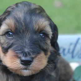 Aussiedoodle Puppies from Old Mills Aussiedoodles