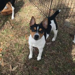 Rat Terrier Puppies from River Ridge Rat Terriers