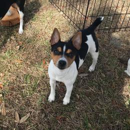 Rat Terrier Puppies from River Ridge Rat Terriers