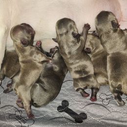 French Bulldog Puppies from AVDO