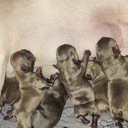 French Bulldog Puppies from AVDO