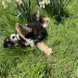 Bernedoodle, Cavapoo, and Goldendoodle Puppies from Doodle Amore
