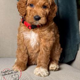 Andy - Red  male Goldendoodle puppy in Vernon Center, Minnesota from BrookeMarie’s Goldendoodle Love