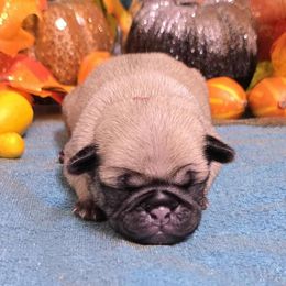 Fawn Boy 1 - Fawn male Pug puppy in Tulsa, Oklahoma from Locust Creek Pugs
