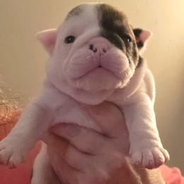 TBD - Red brindle and white female Bulldog puppy in Lexington, Kentucky from E. Clive Bulldogs