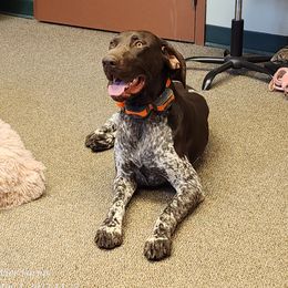 Link - German Shorthaired Pointer