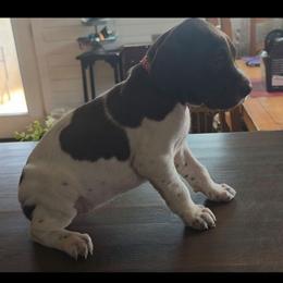 Pink girl - White and liver female German Shorthaired Pointer puppy in Dahlonega, Georgia from Pointer Mountain Bird Dogs