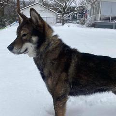 Shikokus from Kiseki No Yama