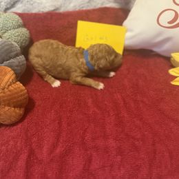 Girl 3 - Brown female Poodle puppy in Detroit, Michigan from Pretty Spoiled Spoos llc