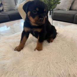 Lenox - Black and mahogany male Rottweiler puppy in Parker, Colorado from Denver Rotties