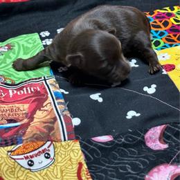 Peter - Chocolate and tan male Yorkshire Terrier puppy in Lynwood, Illinois from SaintNicksWay