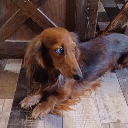 Cashman - Dachshund